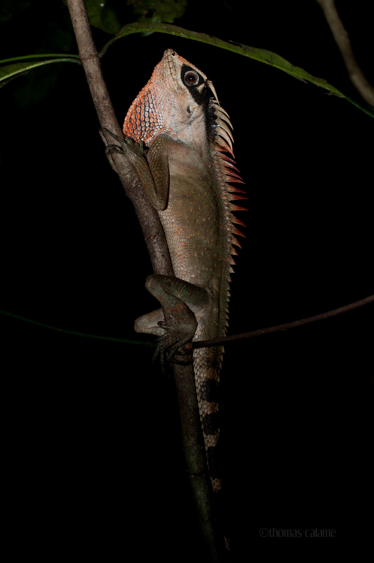 Image of Acanthosaura nataliae Orlov, Truong & Sang 2006