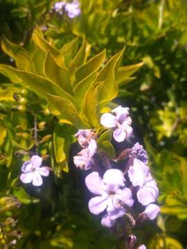 Duranta triacantha Juss. resmi