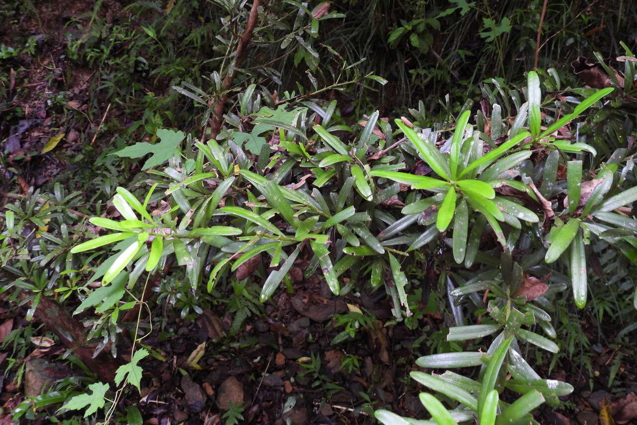 Image of Podocarpus costalis C. Presl