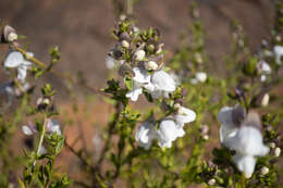 Imagem de Prostanthera striatiflora F. Muell.