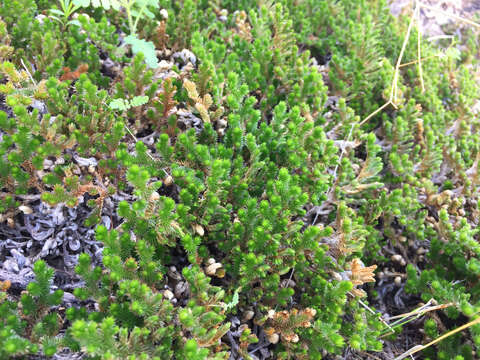 Image of Arizona spikemoss