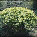 Gutierrezia spathulata Phil.的圖片