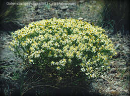 Image of Gutierrezia spathulata Phil.