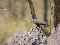 Image of Chestnut-quilled Rock Pigeon