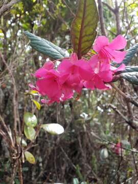 صورة Rhododendron rugosum Low ex Hook. fil.