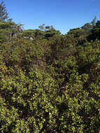 Слика од Arctostaphylos hookeri subsp. montana (Eastw.) P. V. Wells