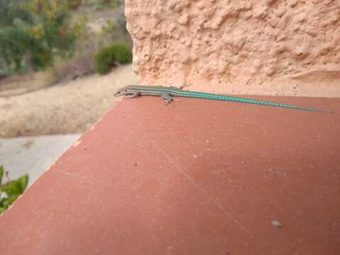 Image of Iberian Wall Lizard