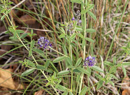 Image of <i>Pediomelum tenuiflorum</i>