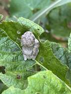 Image of African Foam-nest Treefrog