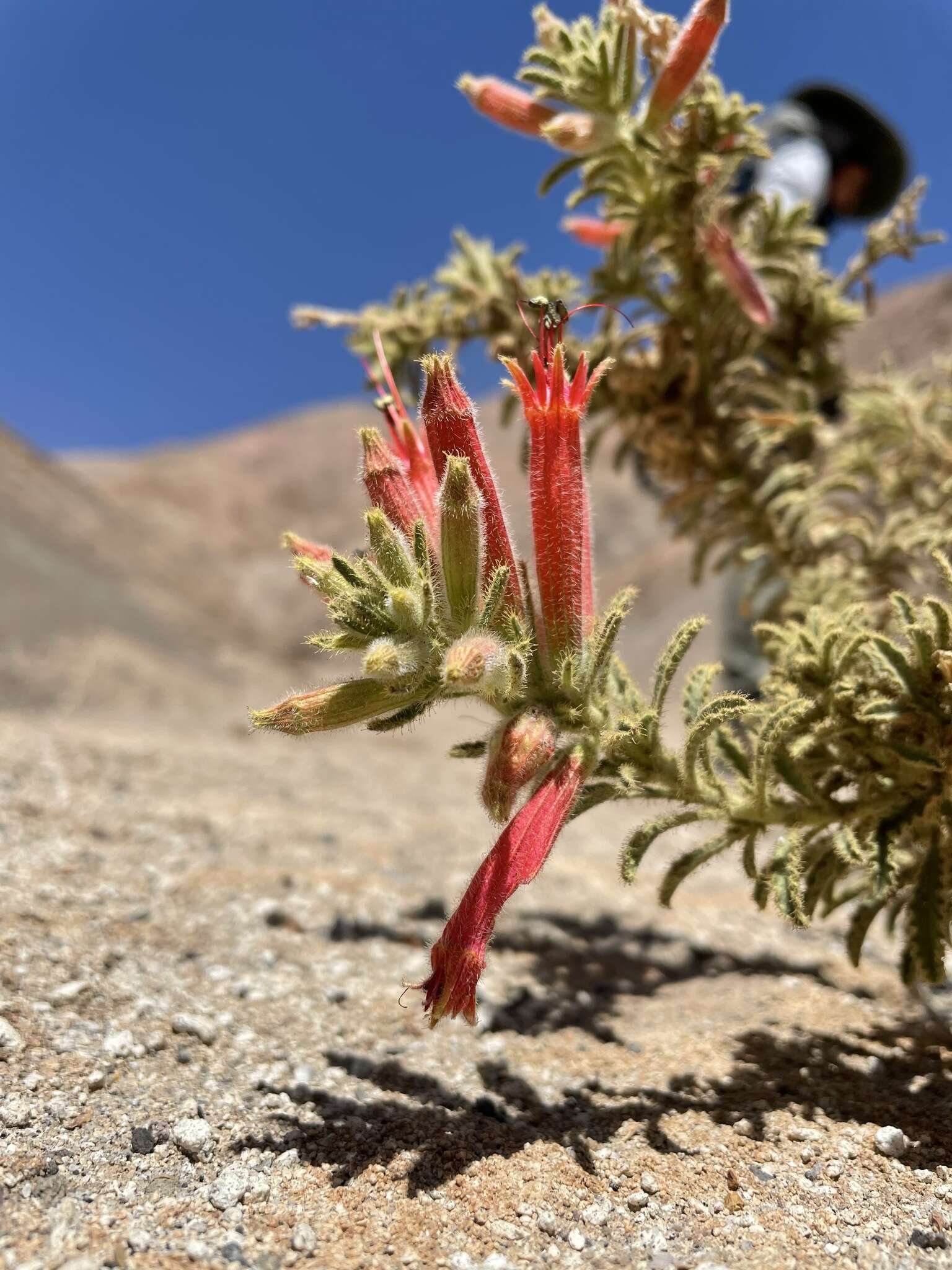 Image of Malesherbia ardens Macbride