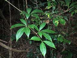 Image of Nothocissus sterculiifolia (F. Müll. ex Benth.) Latiff