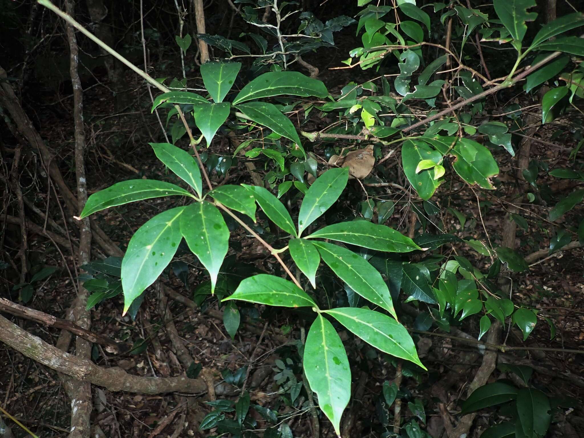 Image of Nothocissus sterculiifolia (F. Müll. ex Benth.) Latiff