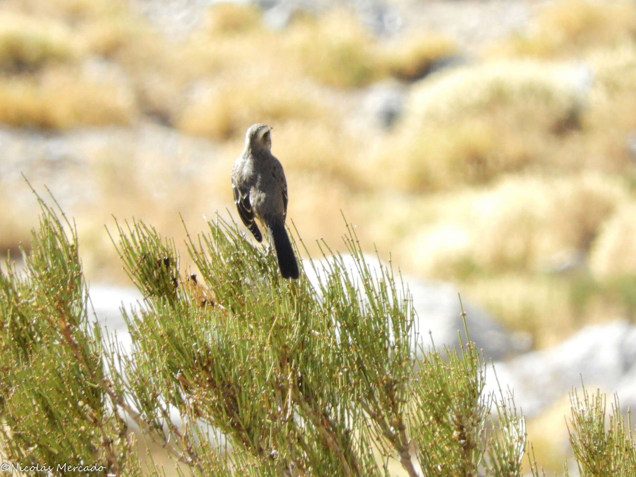 Image of Chilean Mockingbird