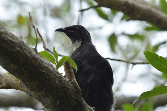 صورة Prosthemadera novaeseelandiae chathamensis Hartert 1928