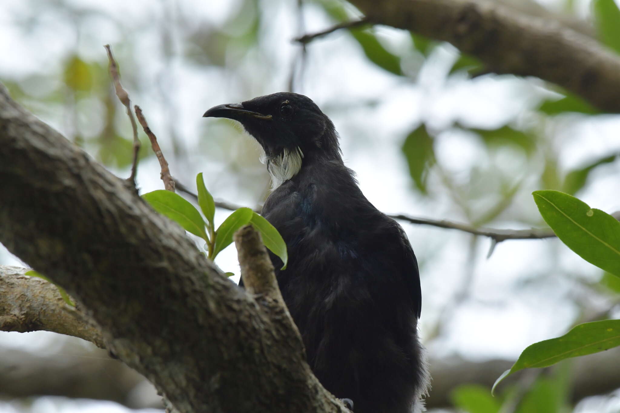 Image de Prosthemadera novaeseelandiae chathamensis Hartert 1928