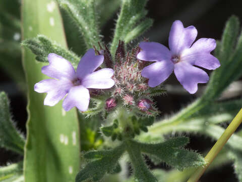 Image of southwestern mock vervain