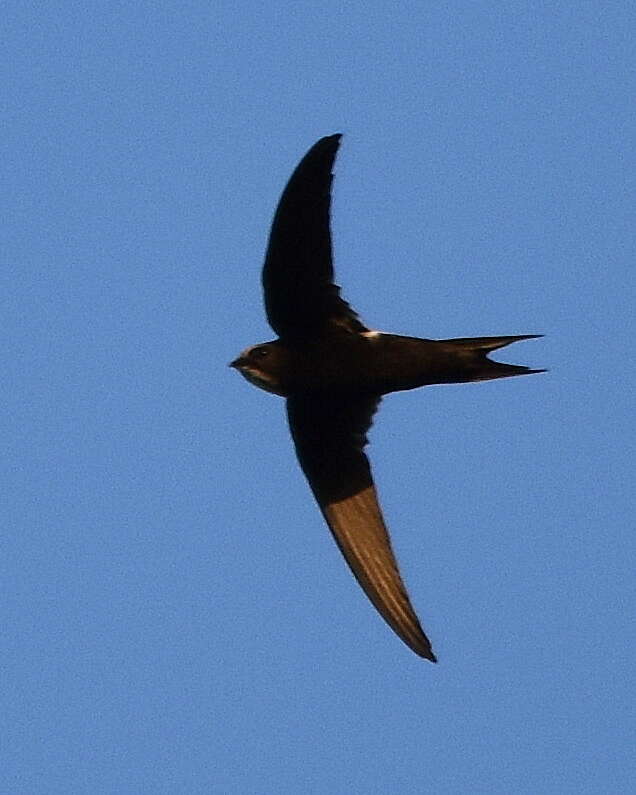 Image of African White-rumped Swift