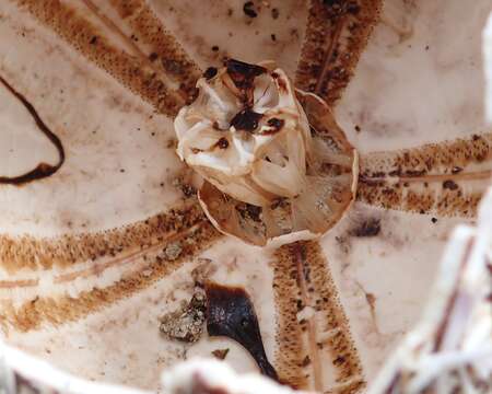 Image of Edible sea urchin