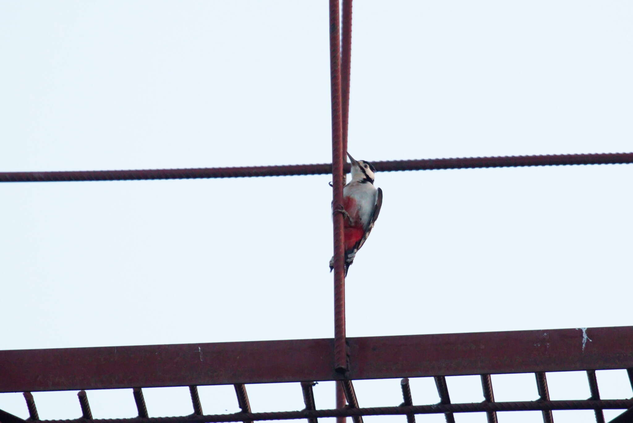 Image of White-winged Woodpecker