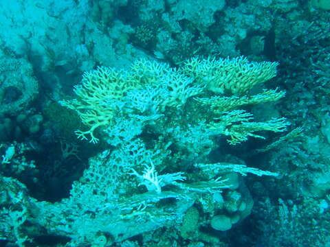 Image of Fire coral