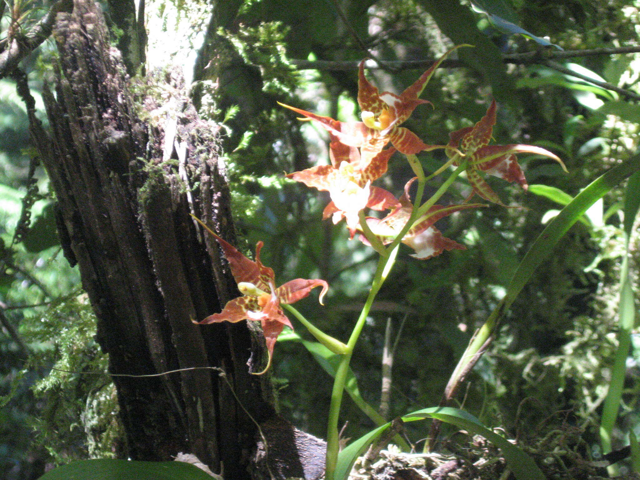 Image of Rhynchostele cordata (Lindl.) Soto Arenas & Salazar