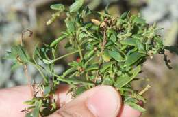 Plancia ëd Chenopodium nutans (R. Br.) S. Fuentes & Borsch