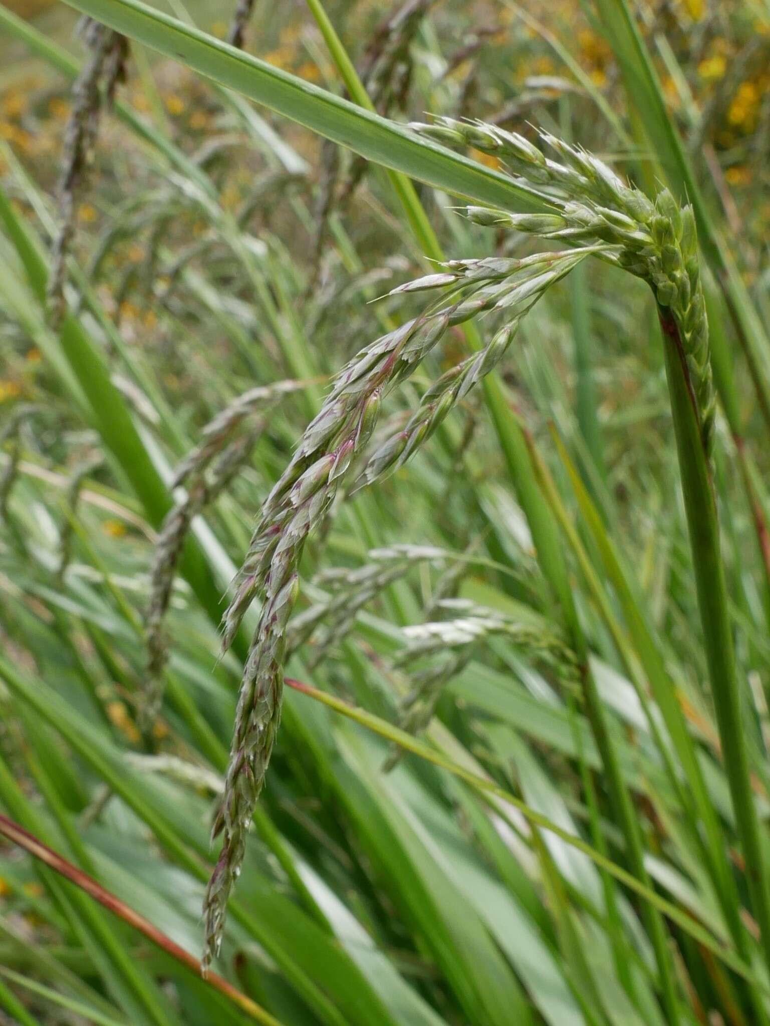 Anthoxanthum redolens (Vahl) P. Royen resmi