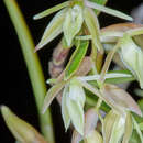 Image of mountain star orchid