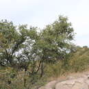 Image of Quercus affinis Scheidw.