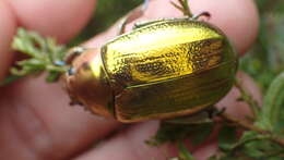 Image of Chrysina aurigans (Rothschild & Jordan 1894)