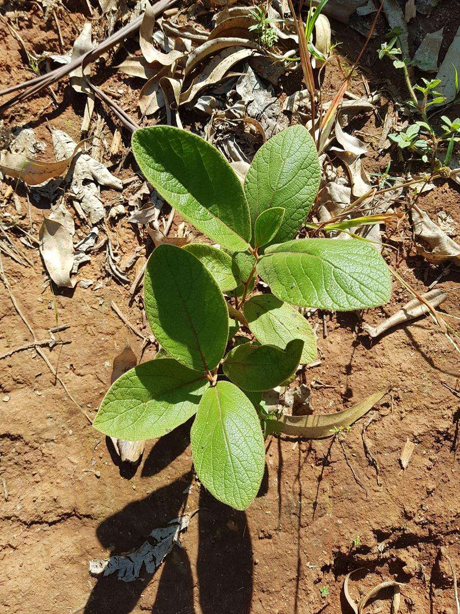 Image of Diospyros galpinii (Hiern) De Winter