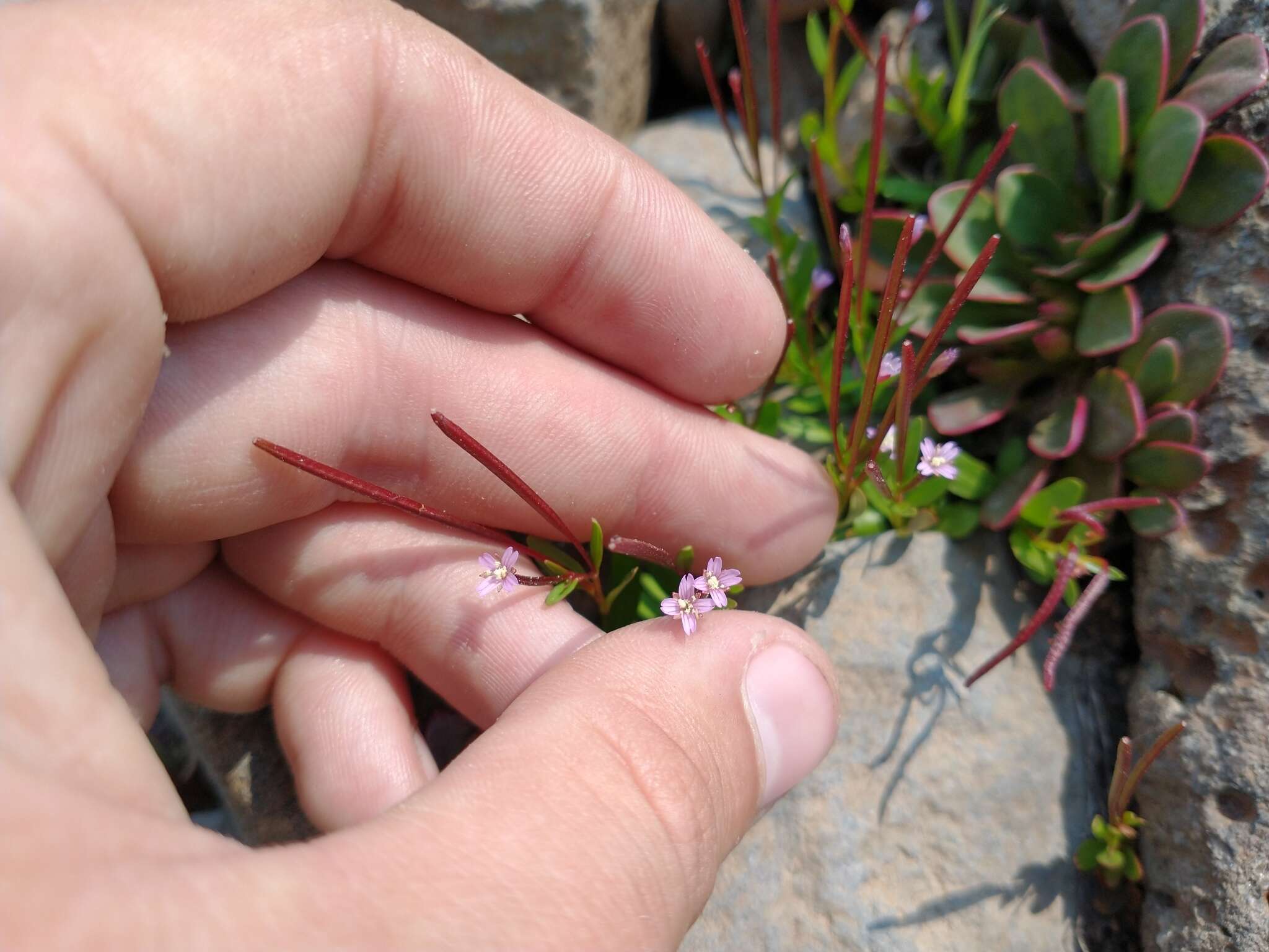 Image of pimpernel willowherb