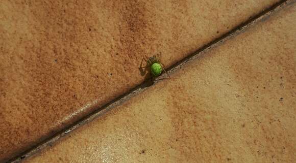 Image of Cucumber green spider