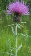 Image de Cirsium flodmanii (Rydb.) Arthur