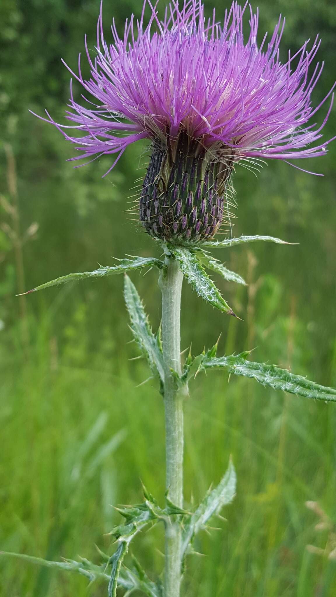 Image de Cirsium flodmanii (Rydb.) Arthur