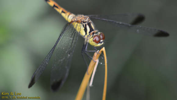 Image of Sympetrum eroticum (Selys 1883)