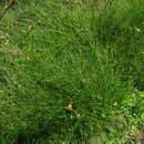 Image of Carex glomerabilis V. I. Krecz.