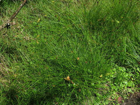 Sivun Carex glomerabilis V. I. Krecz. kuva