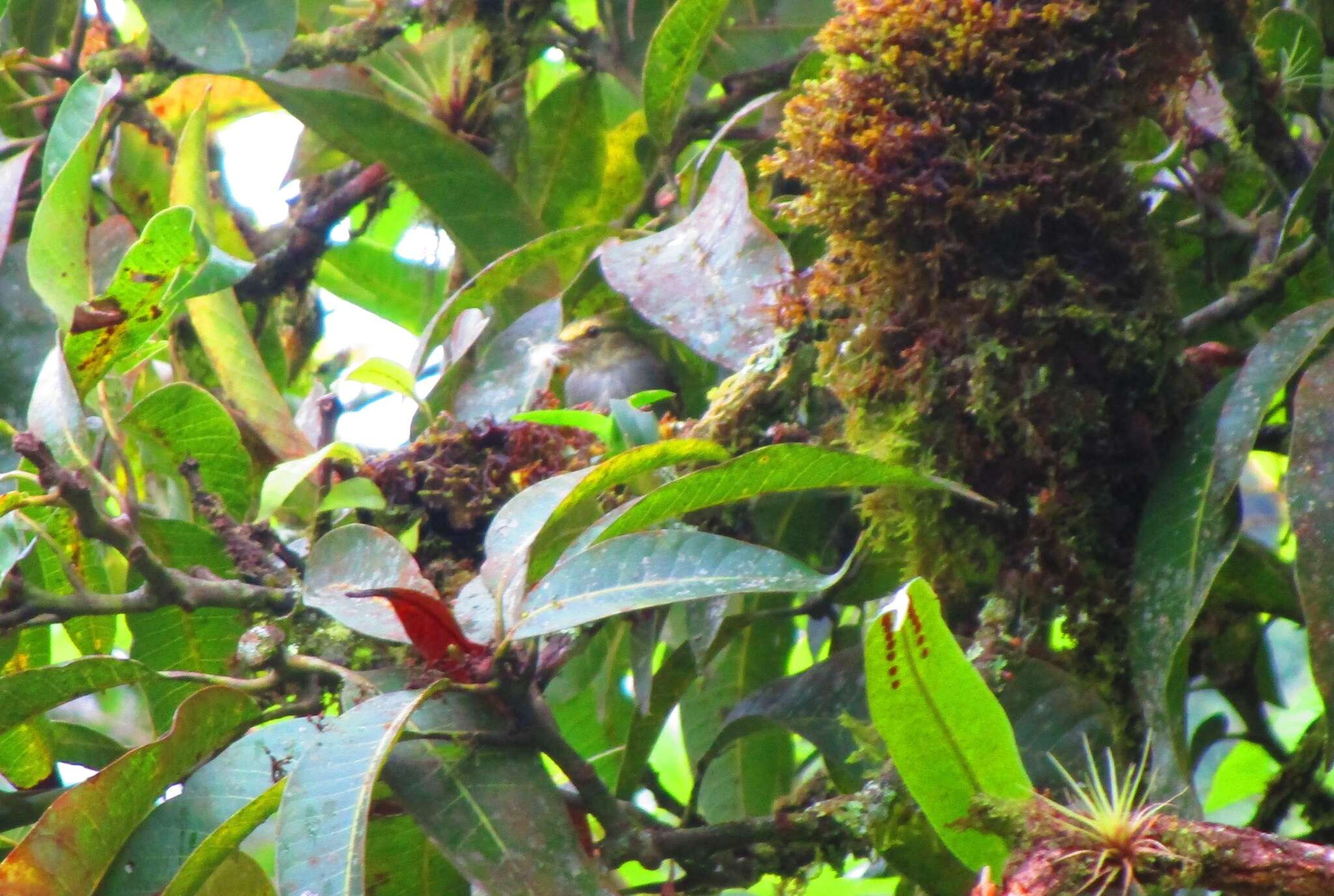 Image of Golden-faced Tyrannulet