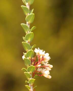 Image of Cuscuta africana Thunb.