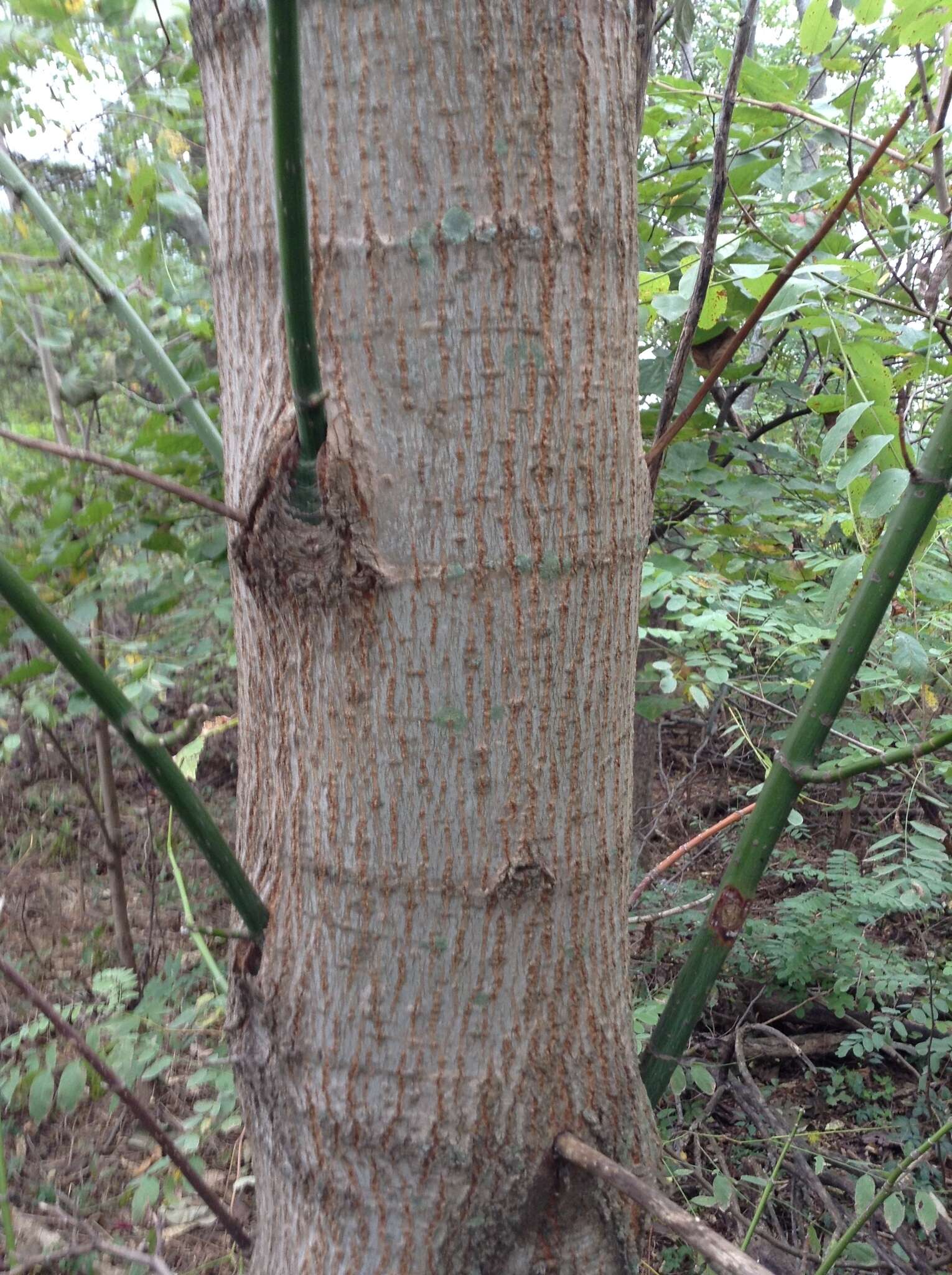 Image of Box Elder