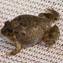 Image of Ornate Burrowing Frog