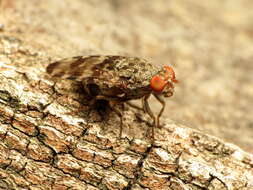 Plancia ëd Pseudotephritis approximata Banks 1914