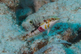 Image of Clouded rainbow fish