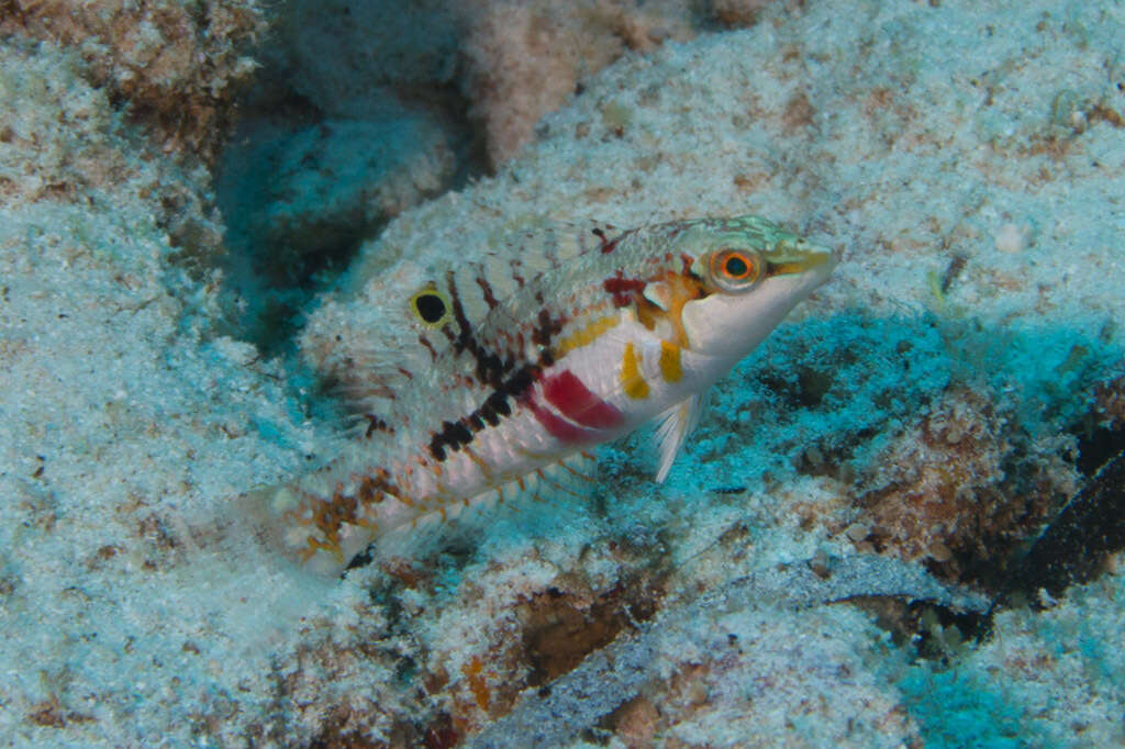 Image of Clouded rainbow fish