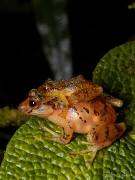 Imagem de Pristimantis dorsopictus (Rivero & Serna 1988)