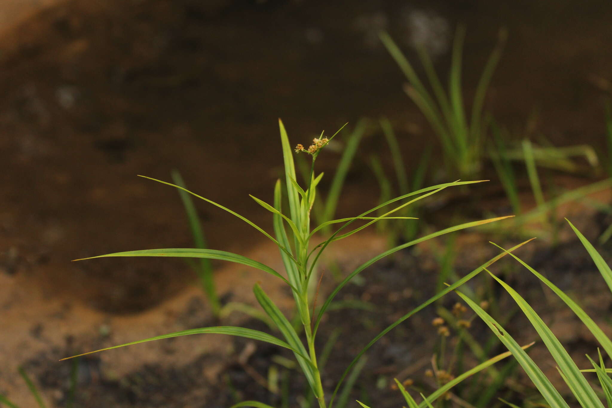 Image of Leafy Bulrush