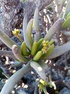 Image of Kalanchoe integrifolia Baker