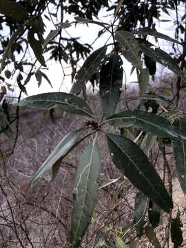 Image of Colicodendron C. F. P. Martius 1839