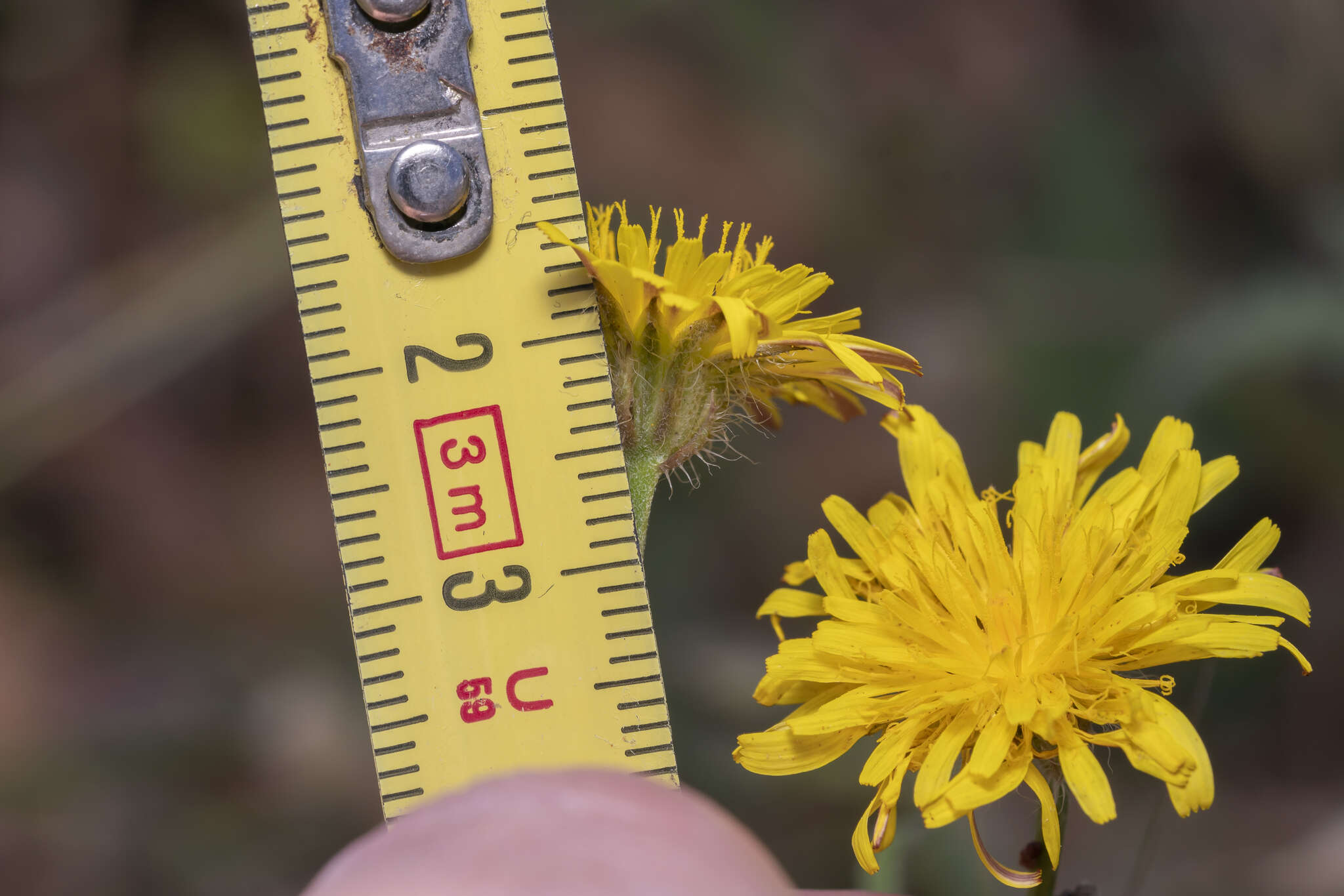 Image of Crepis commutata (Spreng.) W. Greuter